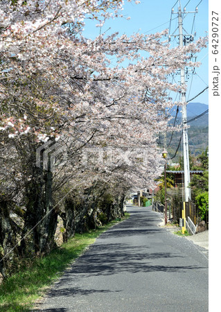 桜並木 64290727