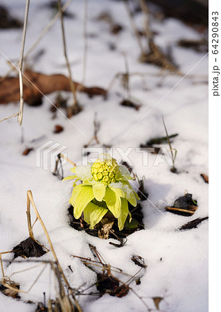 ふきのとう ふきのとう 64290843