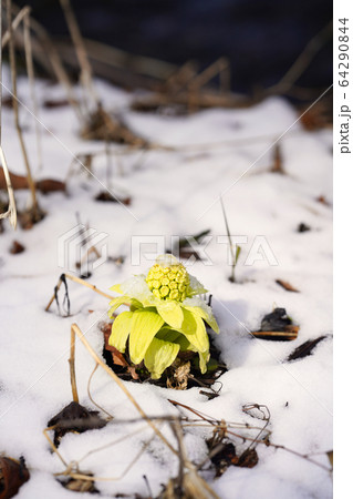 ふきのとう 64290844