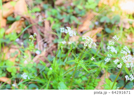 ツルカノコソウの花 ツルカノコソウの花 64291671