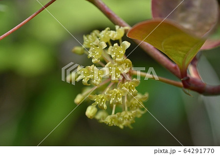 サルトリイバラの雄花 64291770