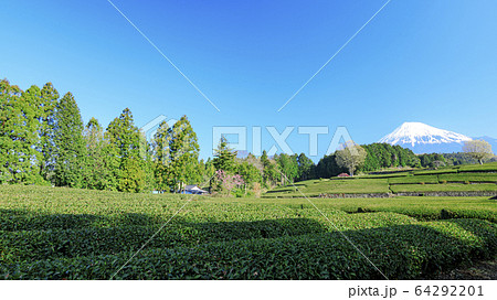 茶畑(春) 茶畑(春) 64292201