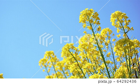 菜の花と青空 菜の花と青空 64292436