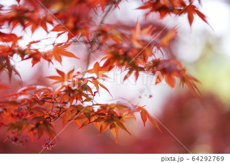ノムラカエデ 64292769