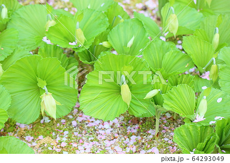 クマガイソウの花 クマガイソウの花 64293049