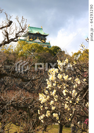 大阪城と梅の花 64293290