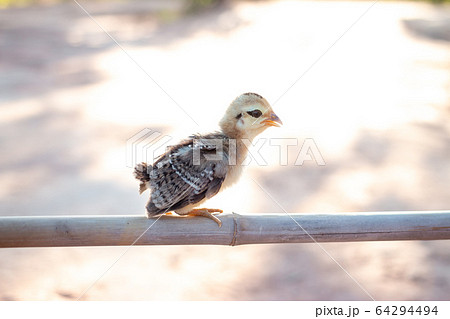 Easter concept, Cute small chicks In nature, the Easter concept, Cute small chicks In nature, the 64294494
