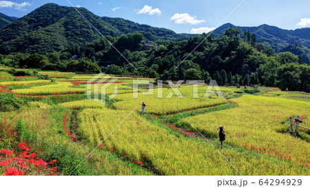 彼岸花咲く寺坂棚田 彼岸花咲く寺坂棚田 64294929