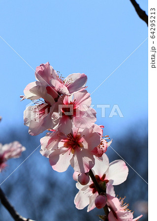 アーモンドの花 64295213