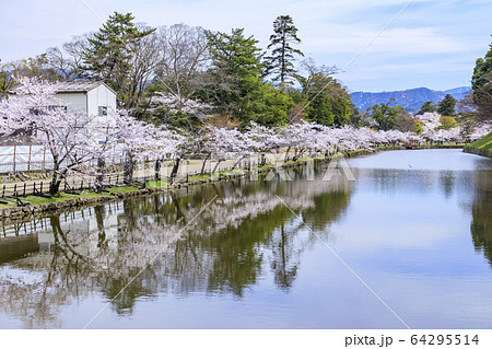 桜咲く彦根城 64295514