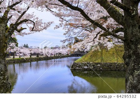桜咲く彦根城 桜咲く彦根城 64295532