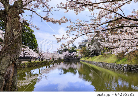 桜咲く彦根城 桜咲く彦根城 64295535