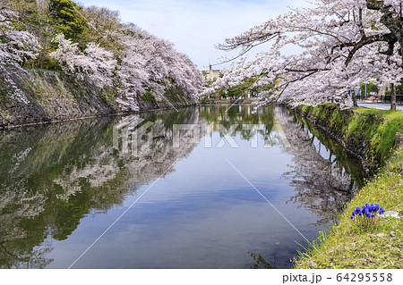 桜咲く彦根城 桜咲く彦根城 64295558
