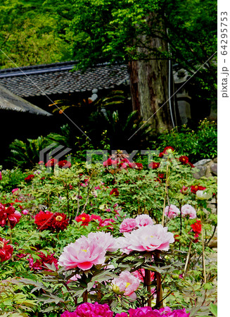 長谷寺　ぼたん　奈良県 64295753