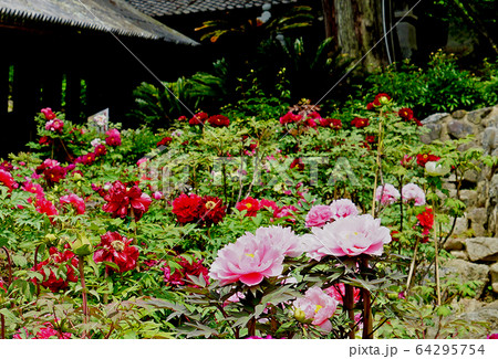 長谷寺　ぼたん　奈良県 64295754