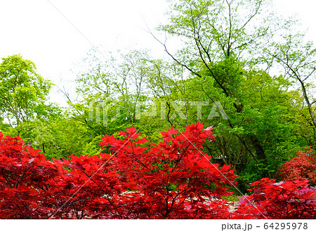 長谷寺　ぼたん　奈良県 64295978