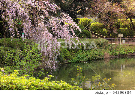 満開になった妙正寺公園のシダレザクラ(1) 満開になった妙正寺公園のシダレザクラ(1) 64296384