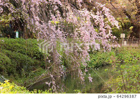満開になった妙正寺公園のシダレザクラ（2） 64296387