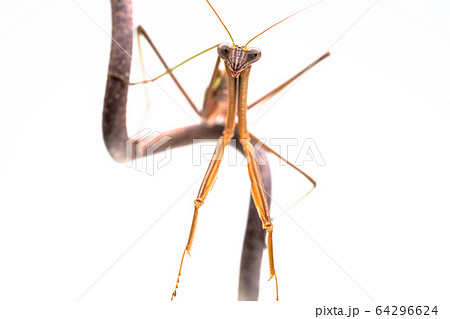 カマキリ オオカマキリ カマキリ オオカマキリ 64296624