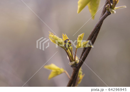 アケビの新芽と花の蕾 アケビの新芽と花の蕾 64296945