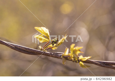 アケビの新芽と花の蕾 64296982