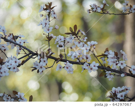 アカバザクラ アカバザクラ 64297067