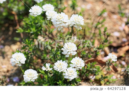 イベリスの花 64297128