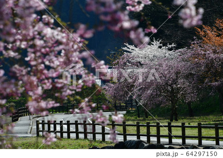 一乗谷朝倉氏遺跡　春　桜 64297150