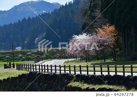 一乗谷朝倉氏遺跡　春　桜 64297278