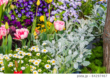 春　チューリップの咲く花壇 64297467