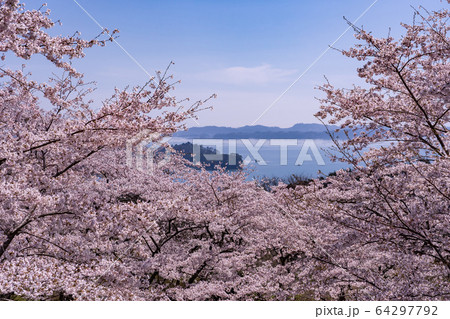宮城県 松島町 満開の桜と西行戻しの松公園 春の松島湾 宮城県 松島町 満開の桜と西行戻しの松公園 春の松島湾 64297792