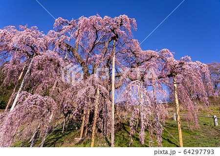 福島県 三春滝桜 福島県 三春滝桜 64297793