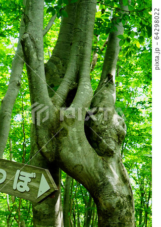 獅子ヶ鼻湿原　秋田県　東北 64298022