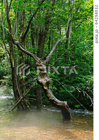 獅子ヶ鼻湿原　秋田県　東北 64298032