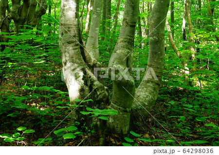 獅子ヶ鼻湿原　秋田県　東北 64298036
