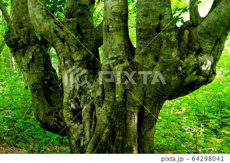獅子ヶ鼻湿原 秋田県 東北 獅子ヶ鼻湿原 秋田県 東北 64298041