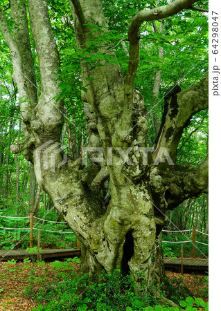 獅子ヶ鼻湿原 秋田県 東北 獅子ヶ鼻湿原 秋田県 東北 64298047