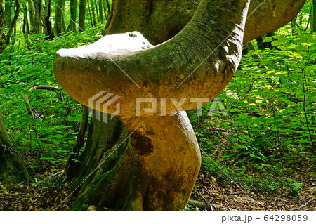 獅子ヶ鼻湿原　秋田県　東北 64298059