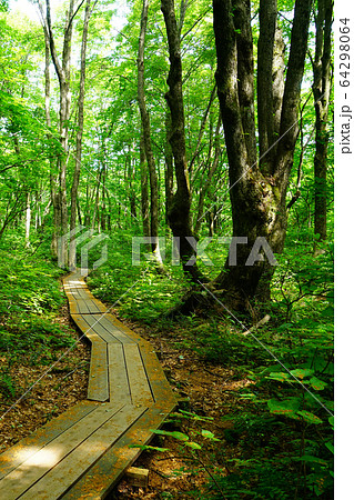 獅子ヶ鼻湿原　秋田県　東北 64298064