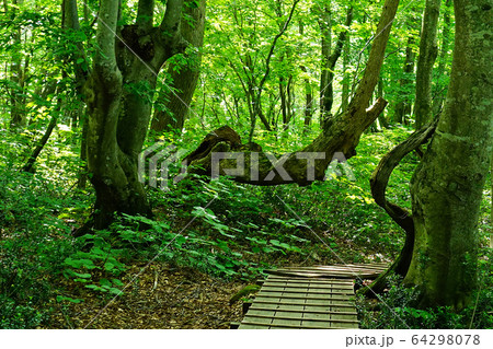 獅子ヶ鼻湿原 秋田県 東北 獅子ヶ鼻湿原 秋田県 東北 64298078