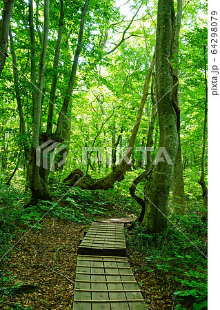 獅子ヶ鼻湿原　秋田県　東北 64298079