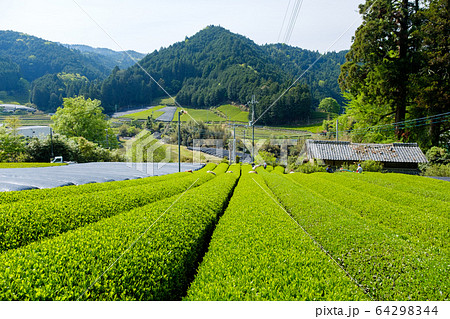 春の茶畑 新茶 一番茶 京都府和束町の景色 春の茶畑 新茶 一番茶 京都府和束町の景色 64298344