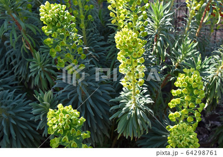 ユーフォルビア ウルフェニー 64298761