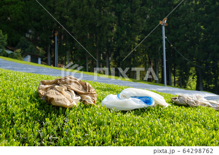 茶畑と収穫袋 新茶 一番茶 京都府和束町 茶畑と収穫袋 新茶 一番茶 京都府和束町 64298762