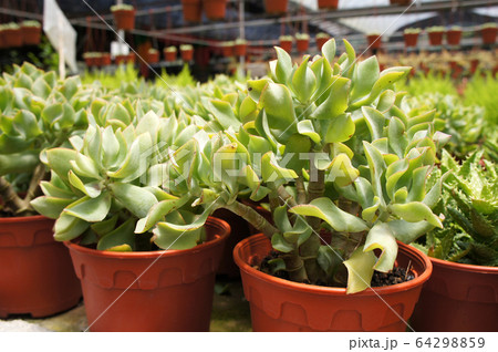 Crassula plants planted inside the plant nursery in Cameron Highland, Malaysia. Planted in small plastic pots for sale to customers. Crassula plants planted inside the plant nursery in Cameron Highland, Malaysia. Planted in small plastic pots for sale to customers. 64298859