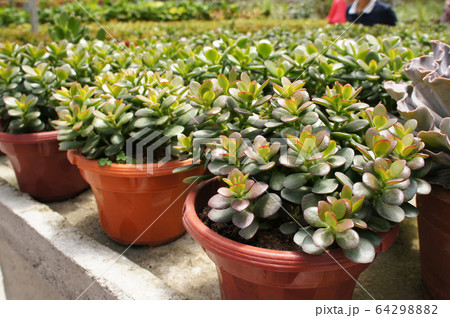 Crassula plants planted inside the plant nursery in Cameron Highland, Malaysia. Planted in small plastic pots for sale to customers.  64298882
