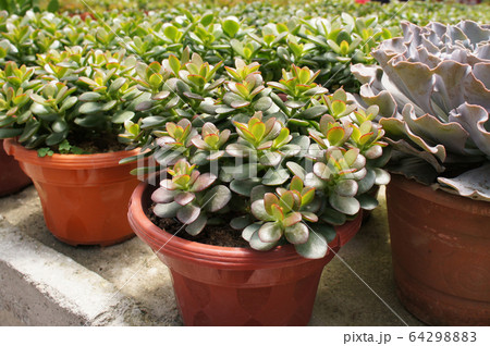 Crassula plants planted inside the plant nursery in Cameron Highland, Malaysia. Planted in small plastic pots for sale to customers.  64298883