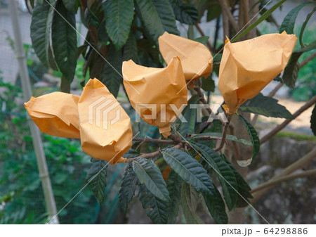 ビワの袋かけ ビワの袋かけ 64298886