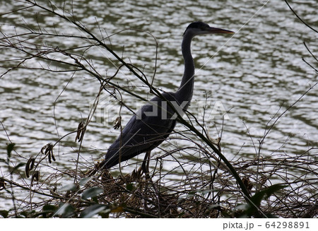 アオサギ　茂みに佇むシルエット 64298891