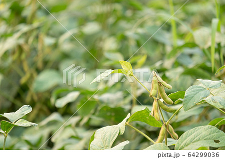 Close up of soybean in garden Close up of soybean in garden 64299036